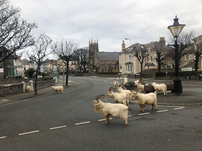 英國驚見「大群山羊」接管道路　闖民宅「把草吃光光」連警察也管不了！