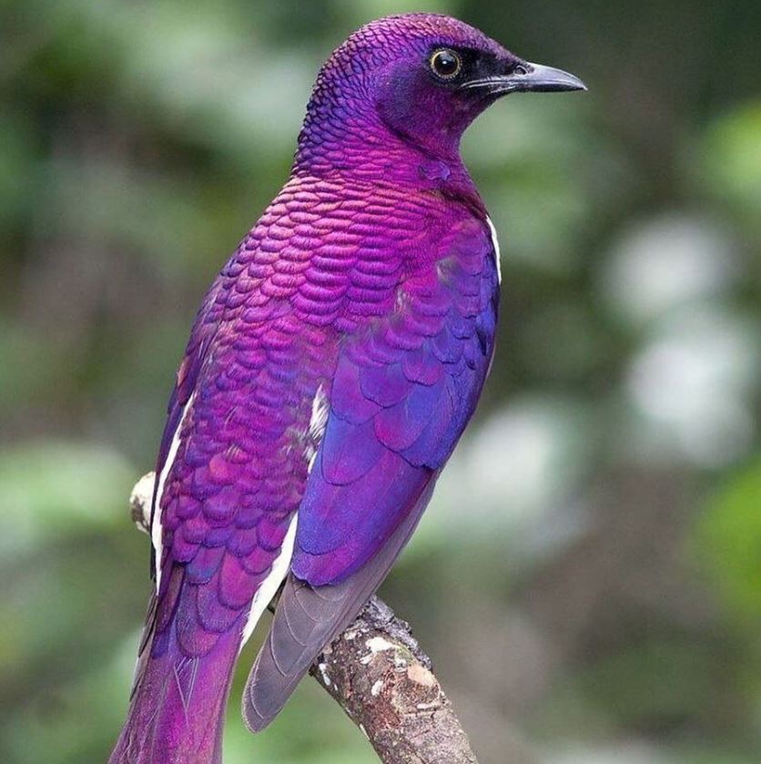 超美小鳥被封 飛行紫水晶 網爆料 牠有 超惡劣個性