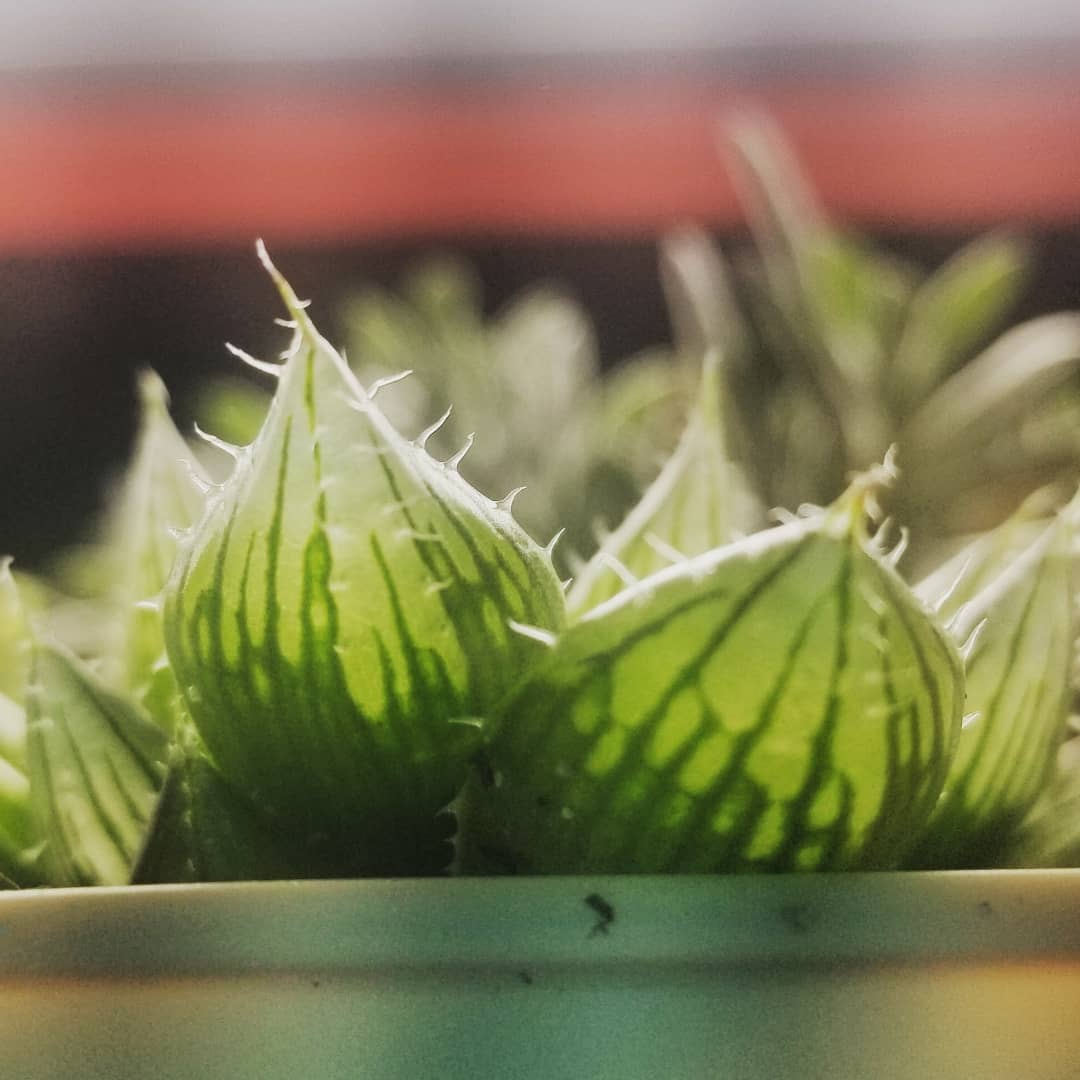 透明 果凍系多肉 天生 超討厭水分 植物殺手也能種