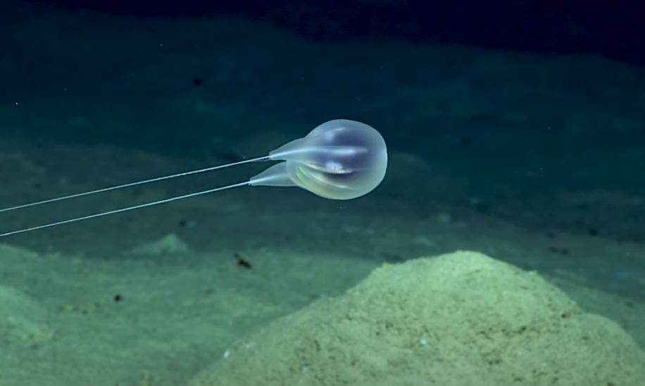 深海生物新發現櫛水母Duobrachium sparksae