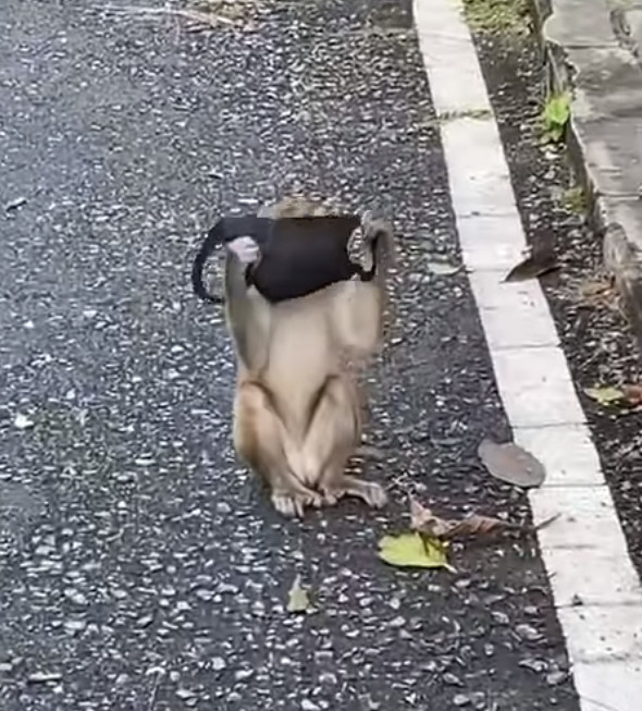 猴子戴口罩